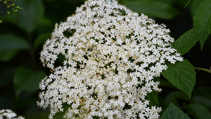 Manfaat Mengonsumsi Teh Elderflower