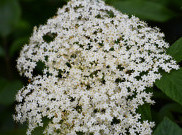 Manfaat Mengonsumsi Teh Elderflower