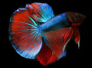 5 Istilah yang Harus Dipahami pada Lelang Ikan Cupang