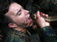Ngeri, Aksi Marinir Amerika Serikat Minum Darah Ular Cobra di Cobra Gold 2018