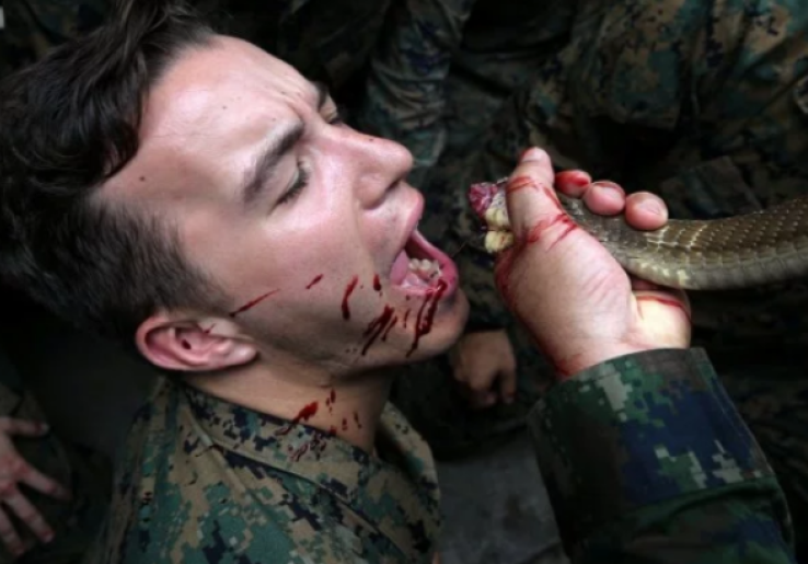 Ngeri, Aksi Marinir Amerika Serikat Minum Darah Ular Cobra di Cobra Gold 2018