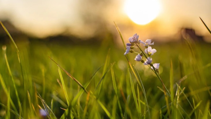 Jaga agar rumput tetap panjang, sehingga butuh waktu lebih lama bagi benih untuk turun ke tanah. (Foto: freepik/wirestock)