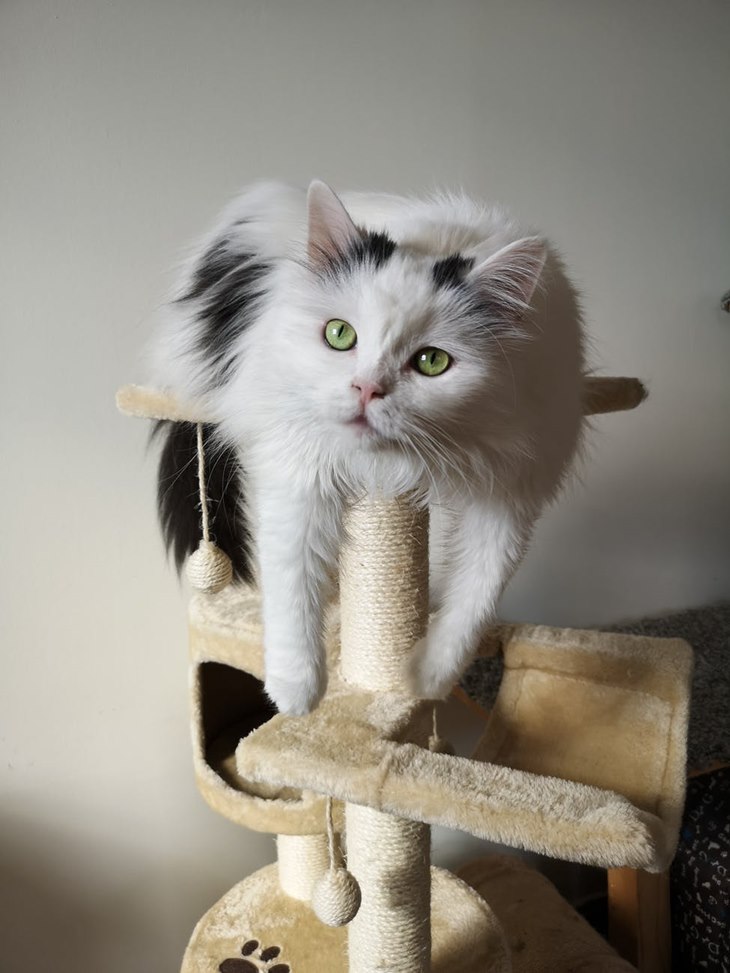 kucing