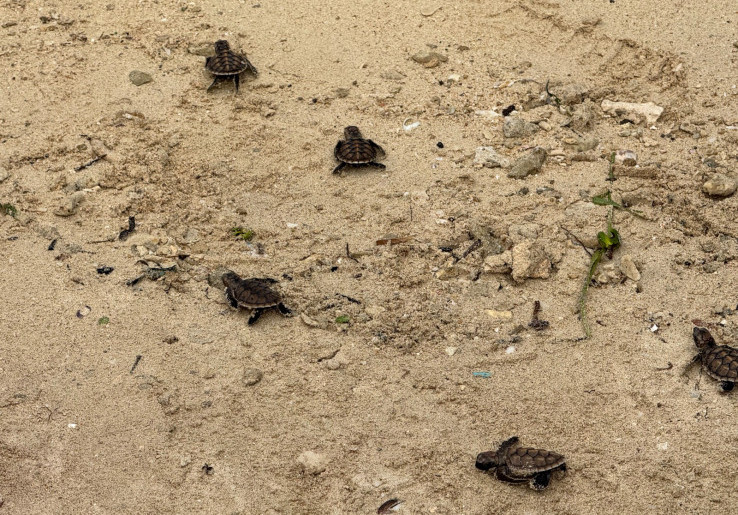 Lestarikan Keanekaragaman Hayati, Ancol Lepaskan Penyu Sisik di Pulau Bidadari