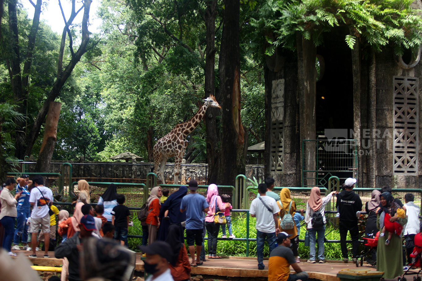 Menilik Wisata Penghujung Libur Nataru 2025 di Taman Margasatwa Ragunan