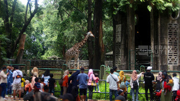 Menilik Wisata Penghujung Libur Nataru 2025 di Taman Margasatwa Ragunan