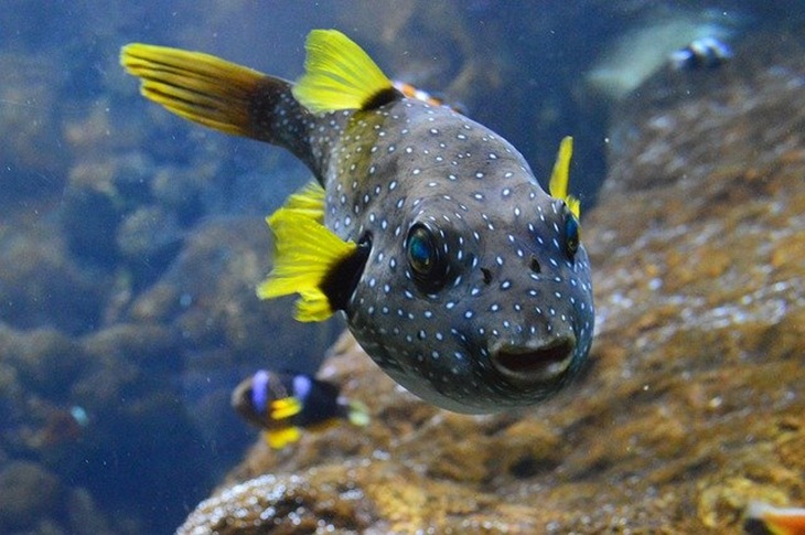 Ikan Buntal