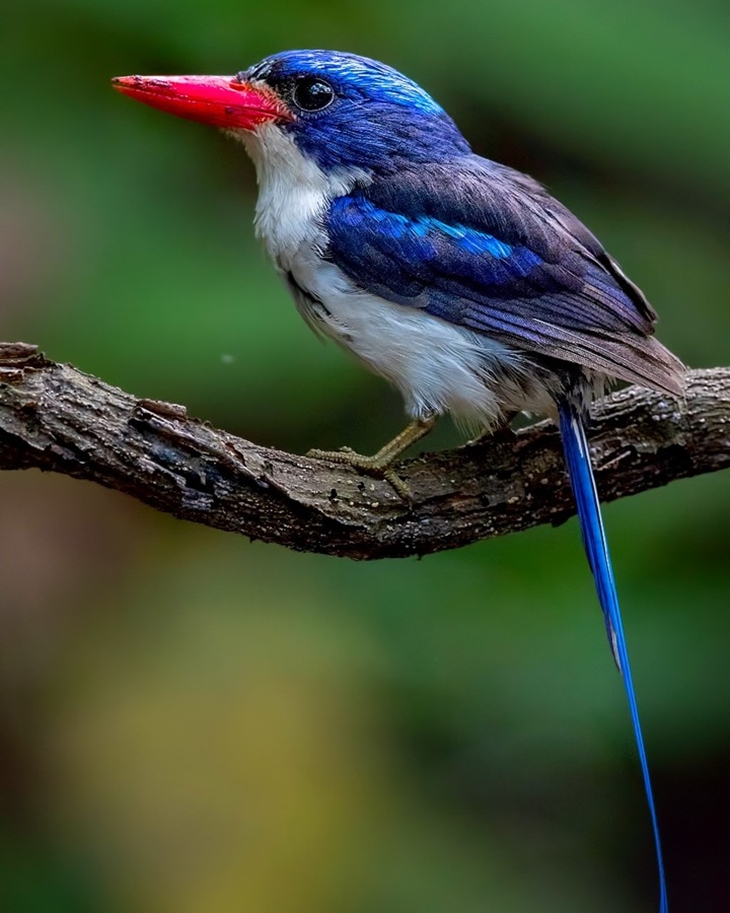 Pengamatan burung bisa pilihan menarik di Taman Nasional Aketajawe Lolobata.(Foto: instagram.com/andialbayquni)