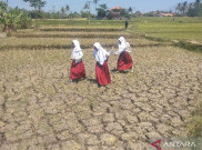 Mulai Oktober Pemerintah Kucurkan Rp 8 Triliun Atasi El Nino