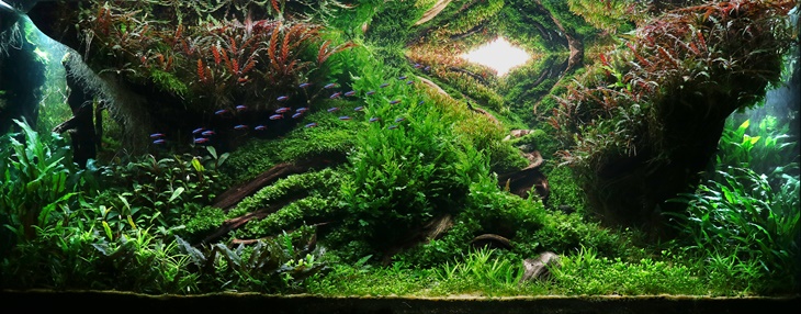 Belajar A-Z Tentang Aquascape dari Dama Refiyuda, Penggagas Aquagraphy
