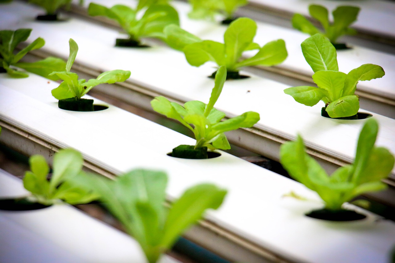 Manfaat Berkebun Hidroponik untuk Generasi Muda