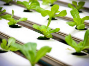 Manfaat Berkebun Hidroponik untuk Generasi Muda
