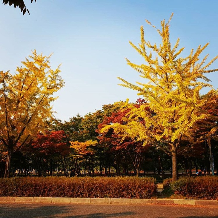 Pohon-pohon di Incheon Grand Park. (Foto: instagram.com/ailish_shop)