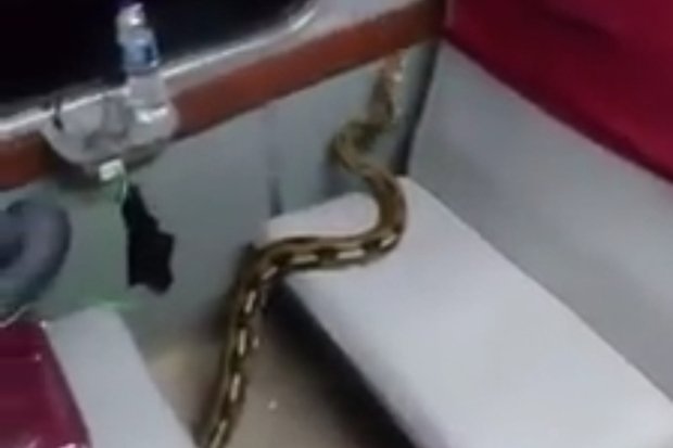 Cegah Ular Masuk, Daop 6 Yogyakarta Perketat Pemeriksaan Barang Penumpang