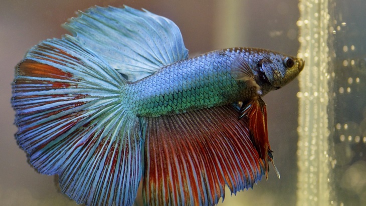 Mengenal Pesona Ikan Cupang dari Komunitas Cupang Sahabat Tangsel 