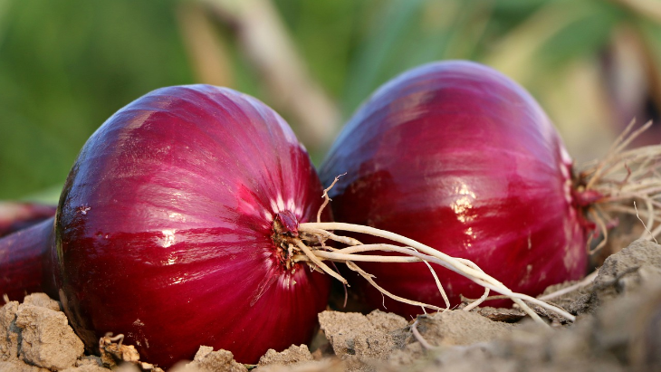 Unik, Orang Yunani Rayakan Tahun Baru dengan Bawang Merah