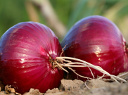 Unik, Orang Yunani Rayakan Tahun Baru dengan Bawang Merah