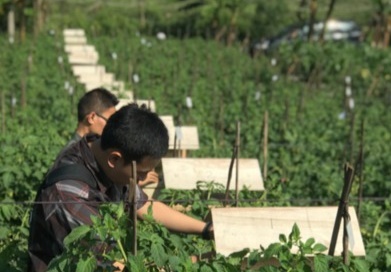 ITB Kembangkan Budidaya Tomat dan Lebah di Pertanian Terintegrasi