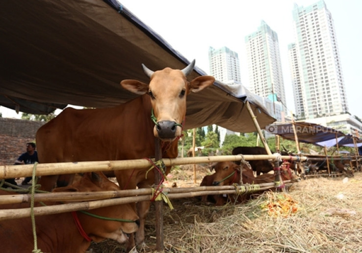 Indonesia Butuh 1,2 Juta Ekor Sapi Indukan, Termasuk Untuk Penuhi Program Makan Bergizi Gratis