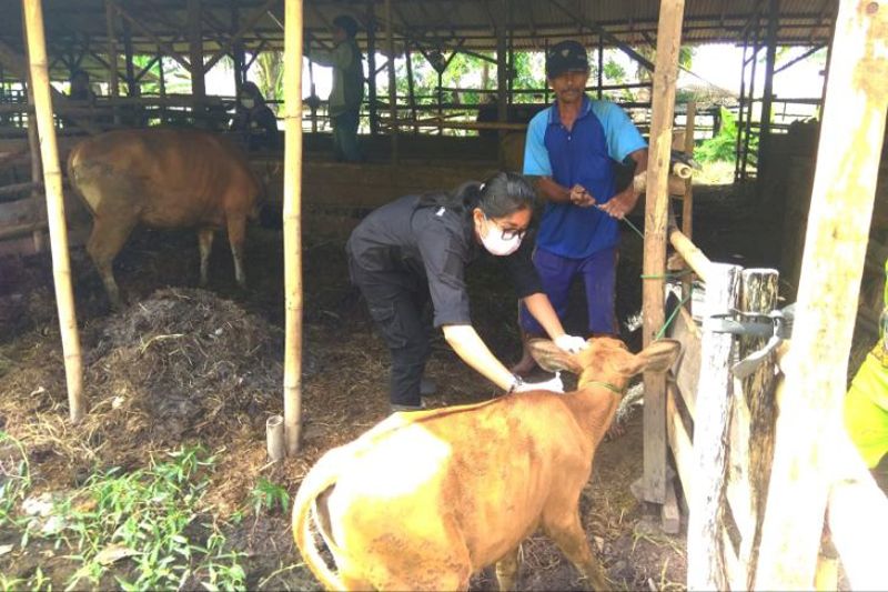 Vaksinasi Wabah PMK di Jateng Mencapai 62 Persen