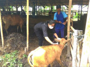 Vaksinasi Wabah PMK di Jateng Mencapai 62 Persen