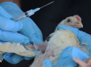 Jepang Musnahkan Ribuan Bebek Setelah Deteksi Penyebaran Flu Burung