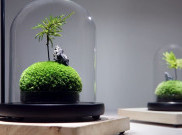 Langkah Awal Kenali Keindahan Alam Lewat Hobi Terrarium