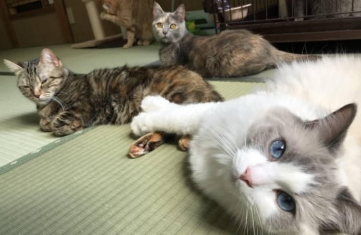 Unik, Penginapan Jepang Menawarkan Kucing Sebagai Teman Sekamar