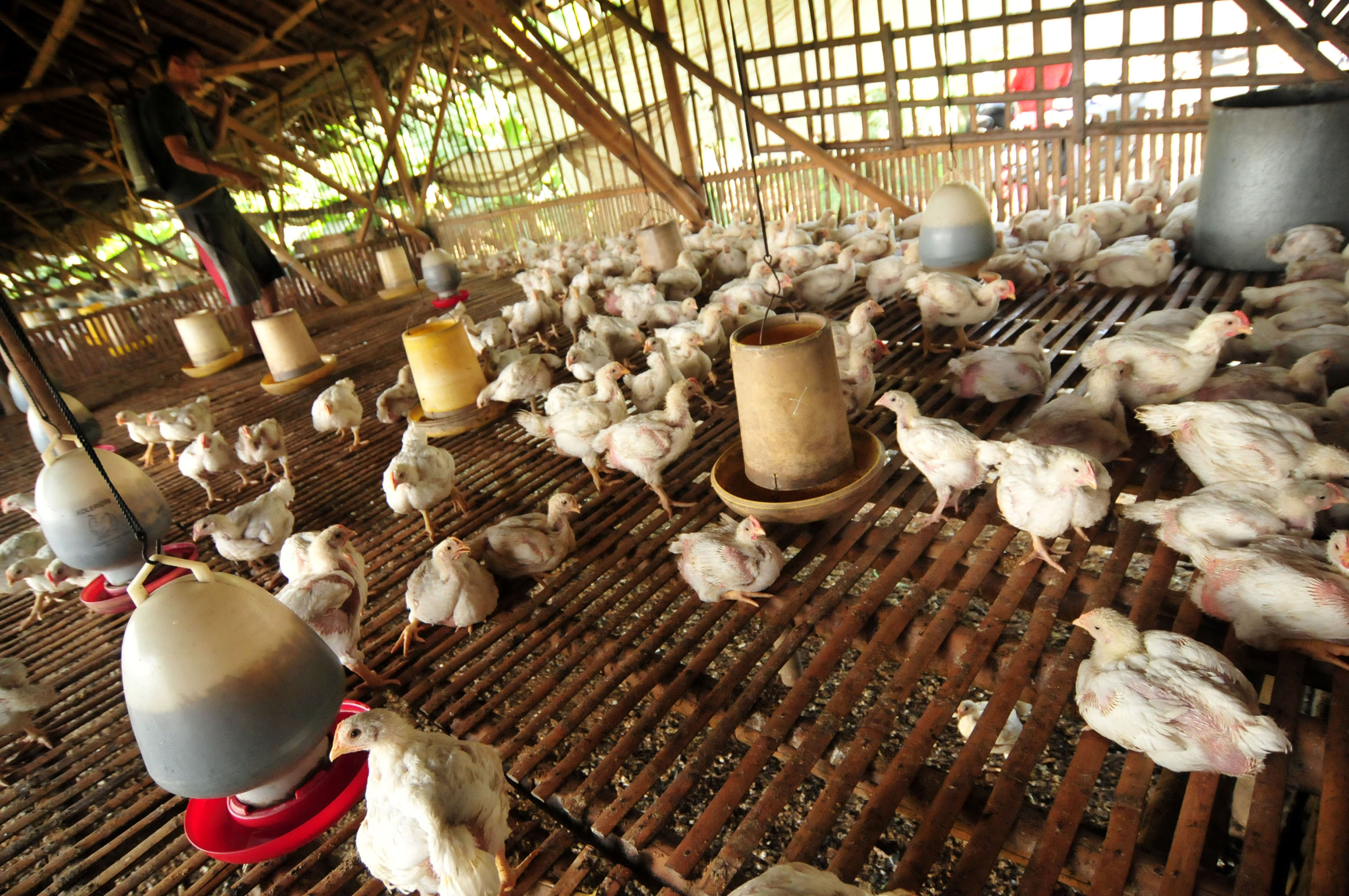 DPR Minta Pemerintah Segera Atasi Kenaikan Harga Daging Ayam dan Telur