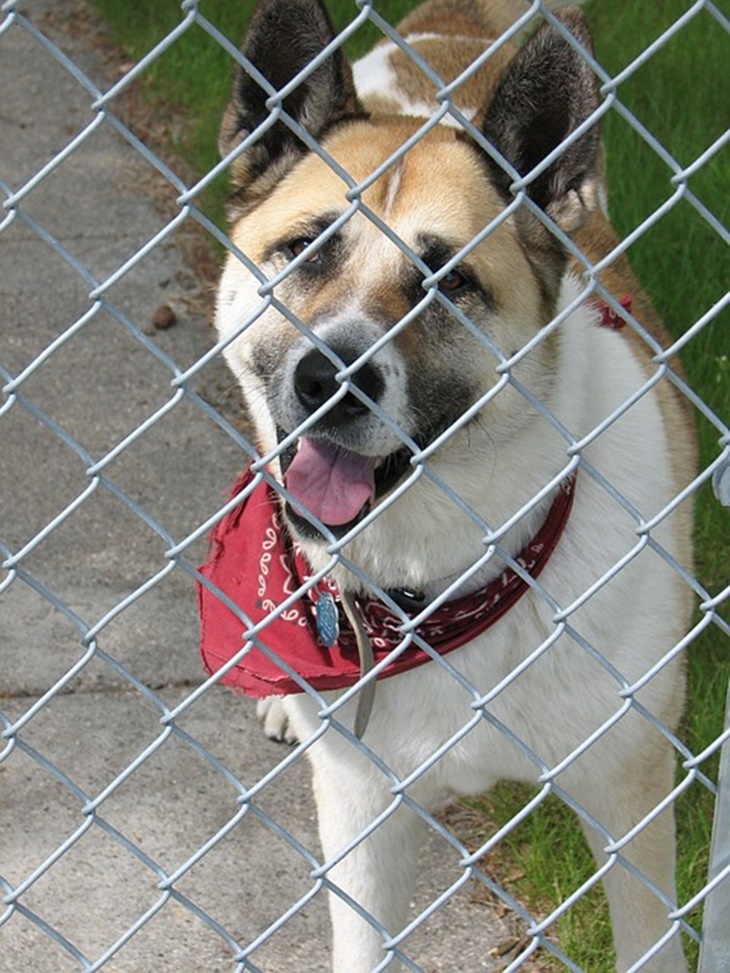 dog