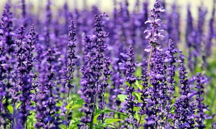 Lavender. (Foto: Pixabay/pixel2013)