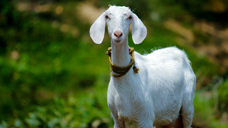 Benarkah Olahan Daging Kambing Tingkatkan Gairah Seksual?