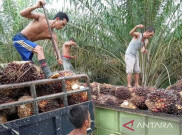 Politikus PKS Desak Jokowi Selamatkan Petani Sawit Rakyat