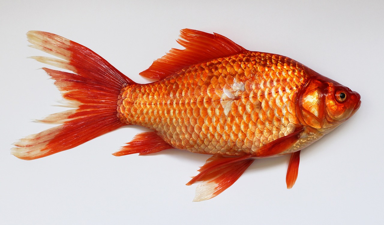 Ikan mas yang dipilih biasanya berwarna orange (Foto: Pixabay/skeeze)