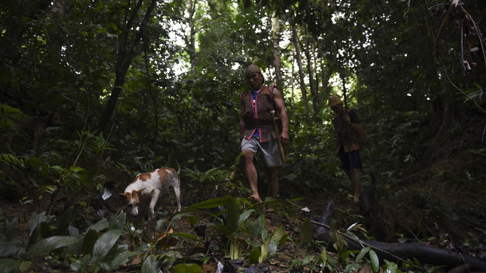 Masyarakat Dayak memulai berburu selepas musim panen dan dilakukan secara berkelompok, hasil buruannya pun tidak dijual namun dibagi sesuai kebutuhan yang ikut berburu. (ANTARA FOTO/Zabur Karuru)