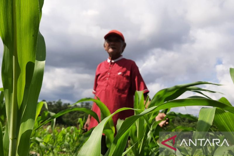 Indonesia Percepat Budidaya Tanaman Sorgum untuk Gantikan Gandum