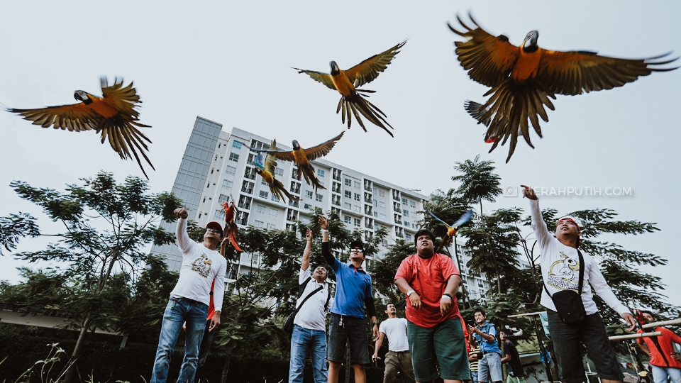 Tren Free Fly Burung Paruh Bengkok