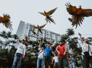 Tren Free Fly Burung Paruh Bengkok