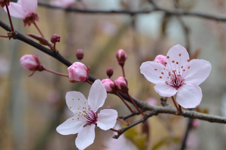 Ingin Lihat Bunga Sakura di Jepang Tahun di 2019? Ini 3 Hal yang Wajib Kamu Tahu