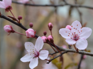 Ingin Lihat Bunga Sakura di Jepang Tahun di 2019? Ini 3 Hal yang Wajib Kamu Tahu