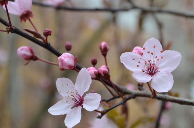 Ingin Lihat Bunga Sakura di Jepang Tahun di 2019? Ini 3 Hal yang Wajib Kamu Tahu