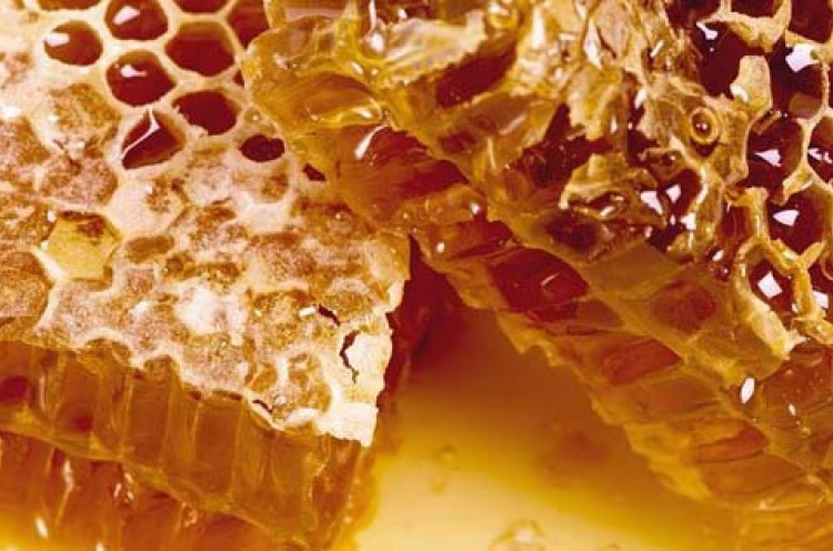 Budi Daya Madu Lebah Liar Tingkatkan Perekonomian Warga Kulon Progo
