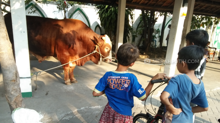 Sapi kurban dari Presiden Jokowi