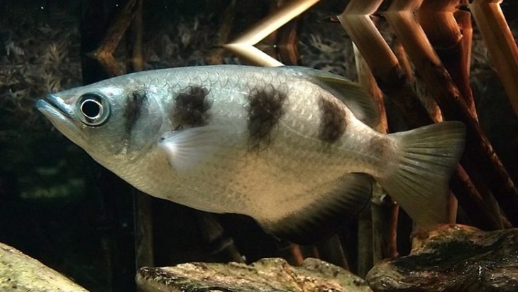 Mengenal Archerfish, Ikan Penembak Jitu dengan Senjata Air