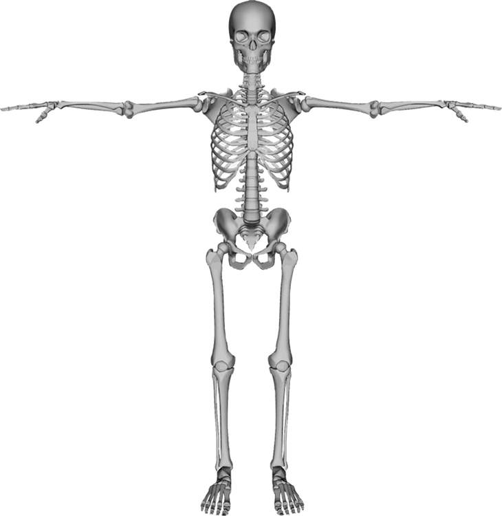 Konsumsi yogurt bisa mencegah osteoporosis. (Foto: Pixabay/OpenClipart-Vectors)