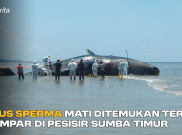 Paus Sperma Mati Ditemukan Terdampar di Pesisir Sumba Timur