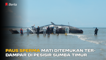 Paus Sperma Mati Ditemukan Terdampar di Pesisir Sumba Timur