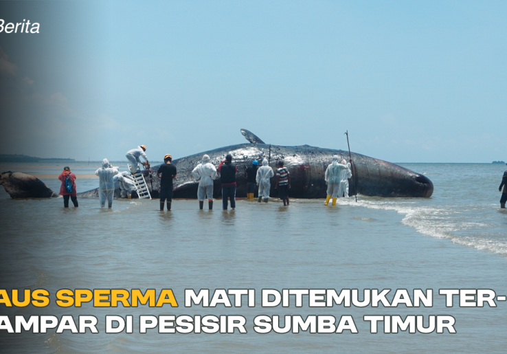 Paus Sperma Mati Ditemukan Terdampar di Pesisir Sumba Timur