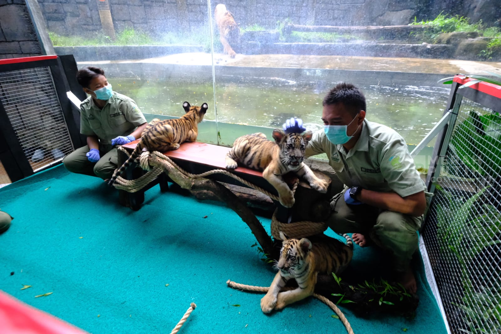 Harimau di Solo Safari Lahirkan 3 Anak, Diberi Nama Bantolo, Tirto, dan Maruto