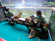 Harimau di Solo Safari Lahirkan 3 Anak, Diberi Nama Bantolo, Tirto, dan Maruto